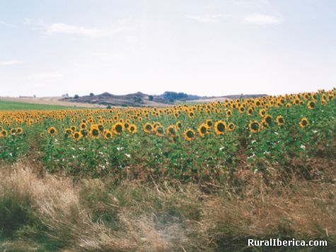 Campos de Osona. Osona, Soria - Osona, Soria, Castilla y Len